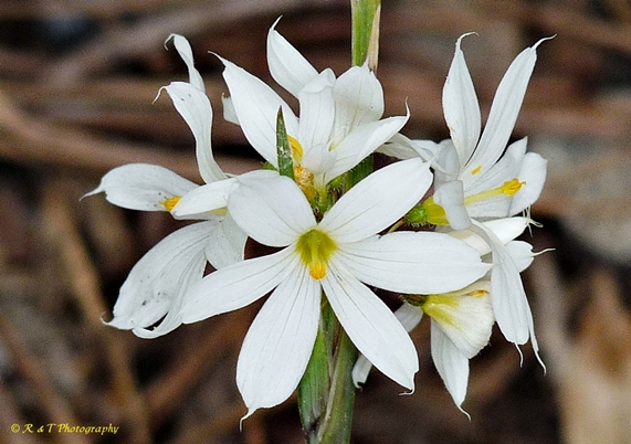 {Sisyrinchium albidum}